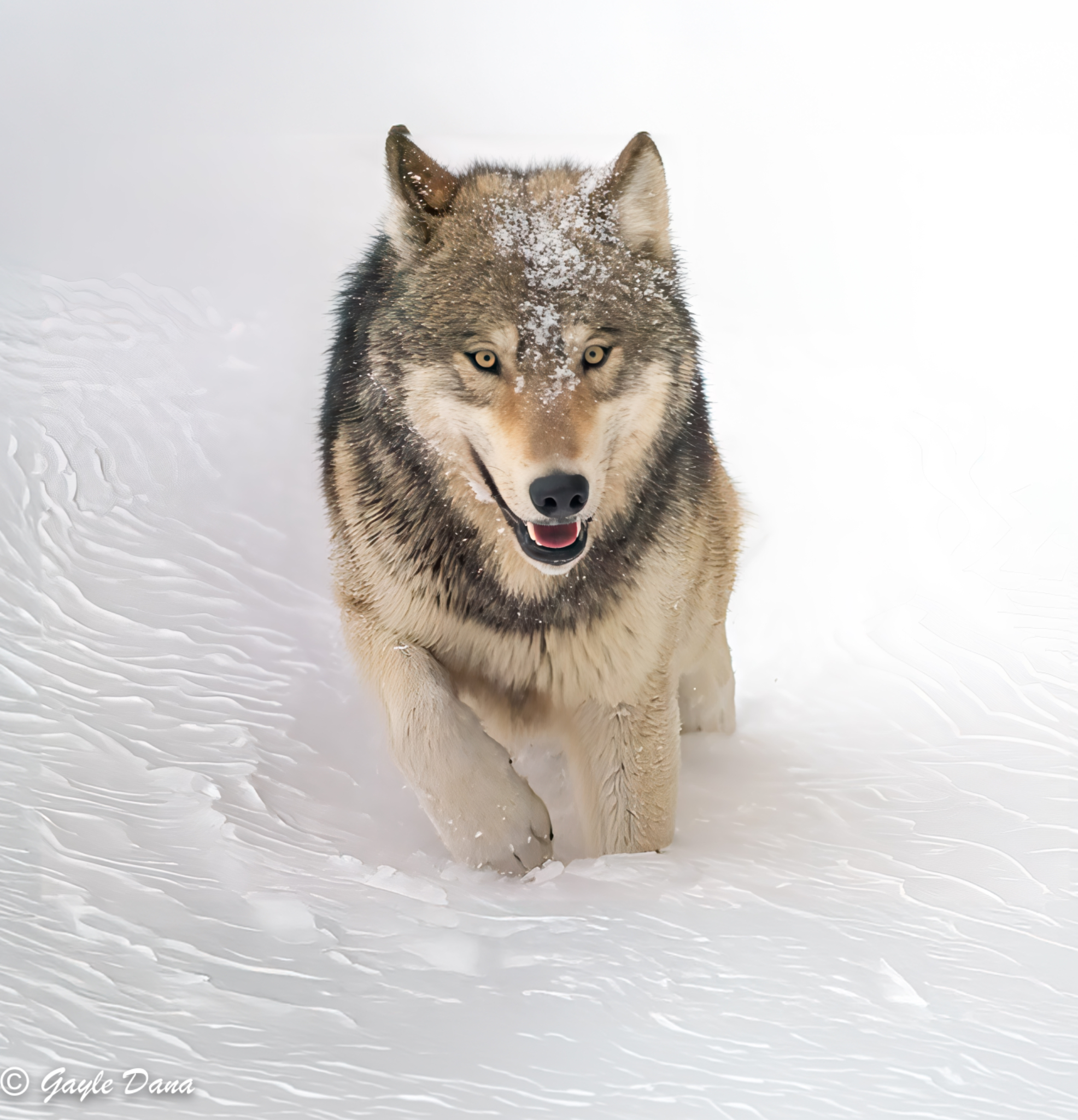 Wolf Closeup